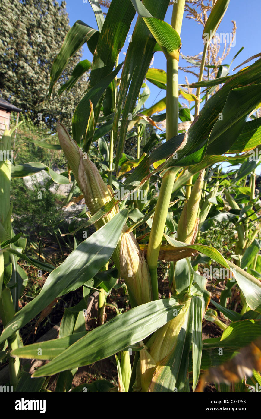 Corn Ready To Pick Hi res Stock Photography And Images Alamy corn-ready-to-pick-hi-res-stock-photography-and-images-alamy