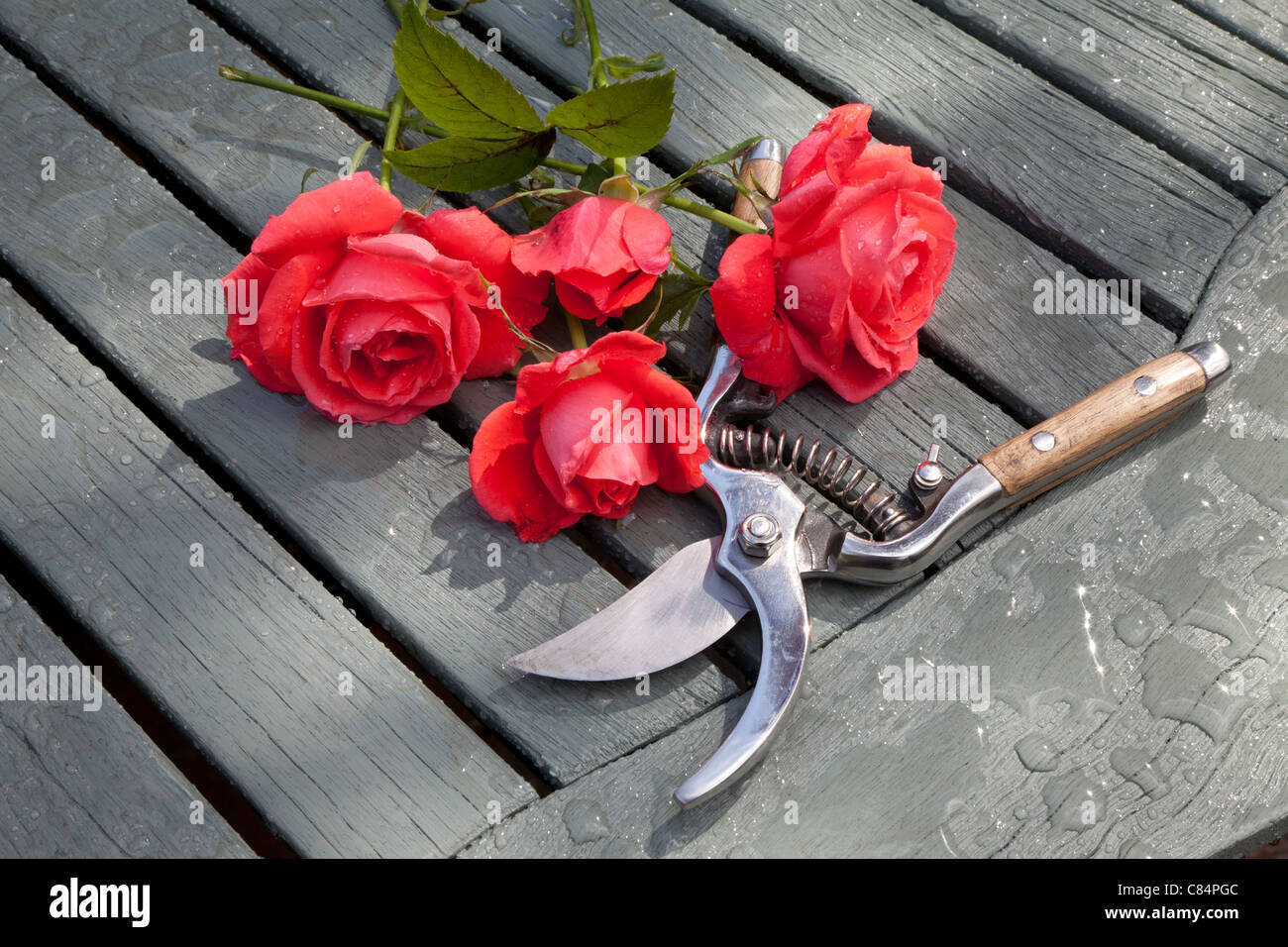 RED ROSES AND SECATEURSON WOODEN SLATTED TABLE IN GARDEN UK Stock Photo