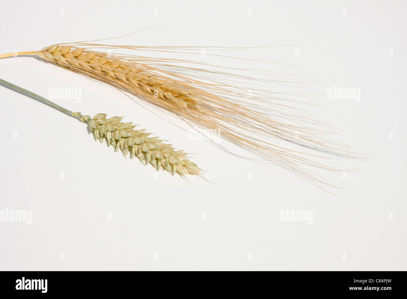 Rye and wheat Stock Photo