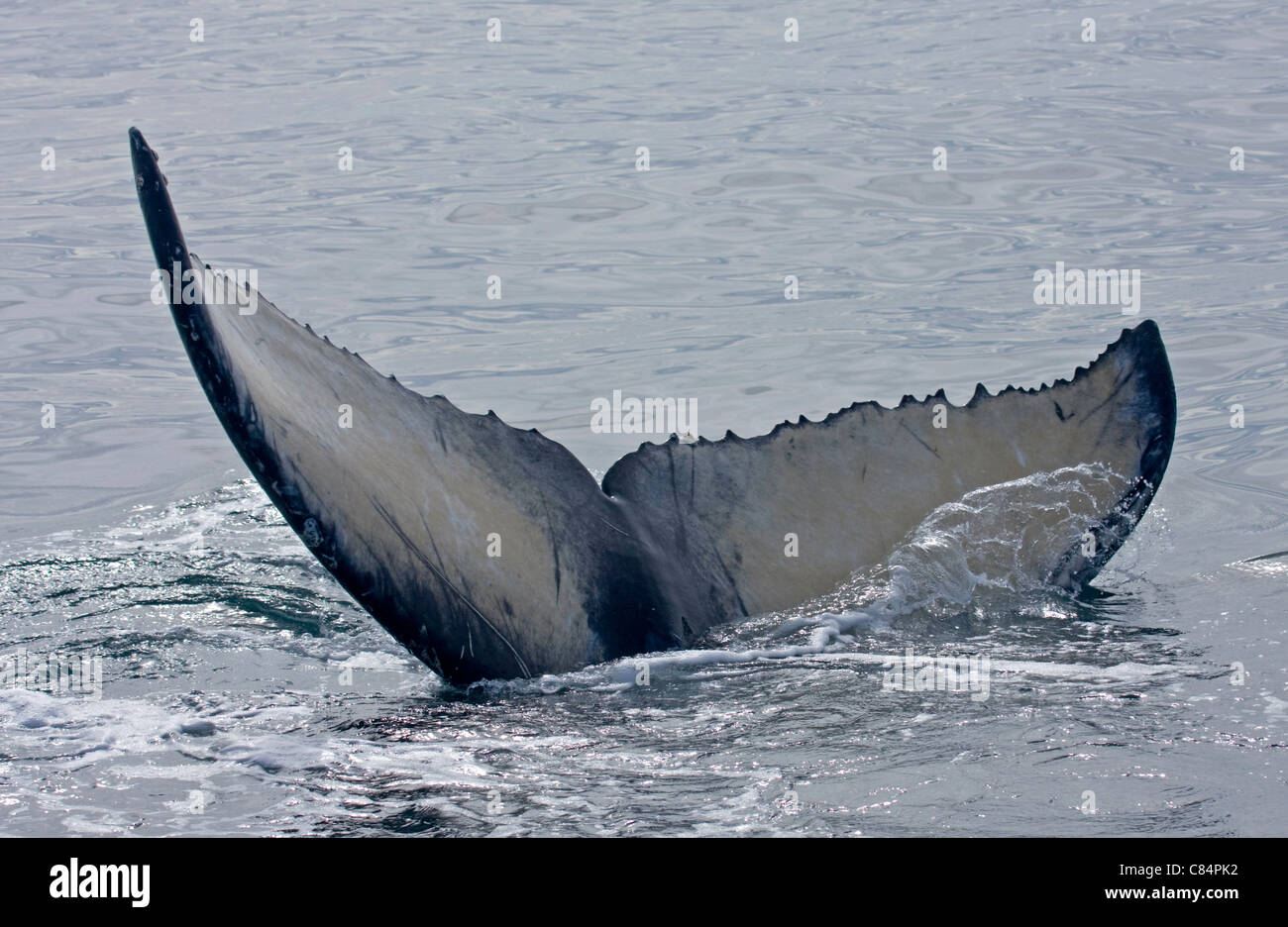 Fluke of a Humpback Whale (Megaptera novaeangliae) Stock Photo