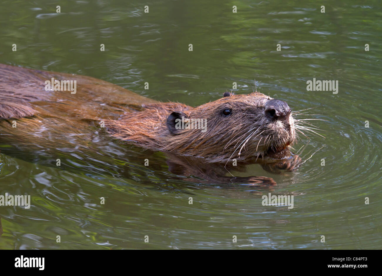 Beaver (Castor fiber Stock Photo Alamy