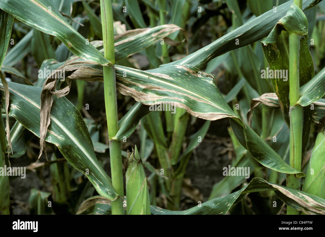 Damage to maize or corn crop caused by Stewarts wilt (Erwinia stewartii), USA Stock Photo