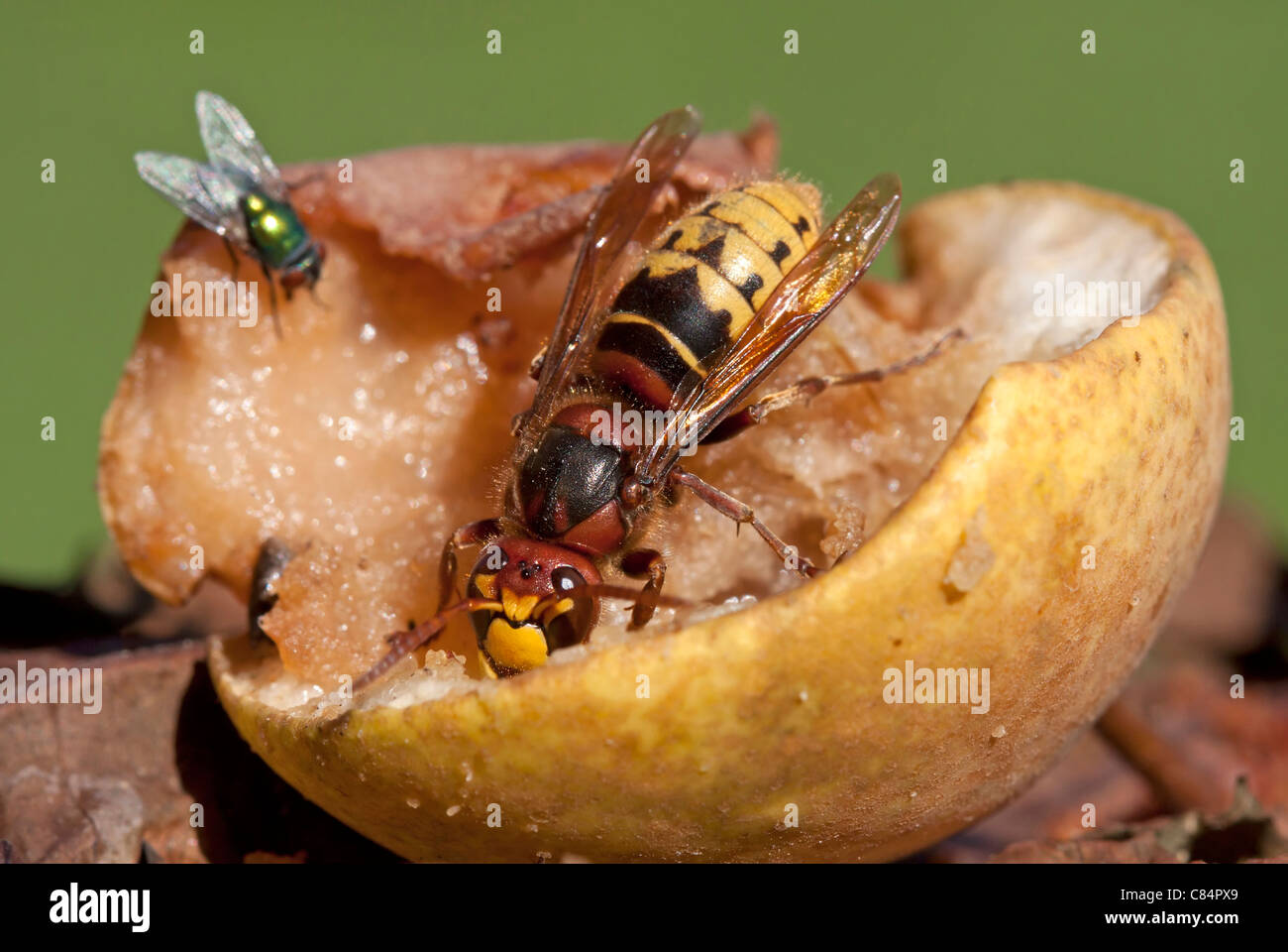 Hornet eats windfalls (Vespa crabro) Stock Photo