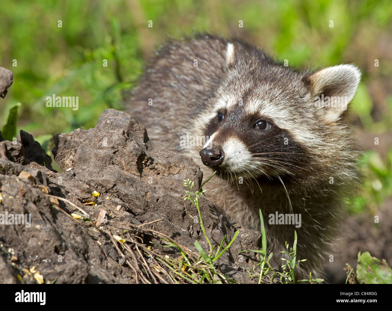 Raccoon  (Procyon lotor) Stock Photo