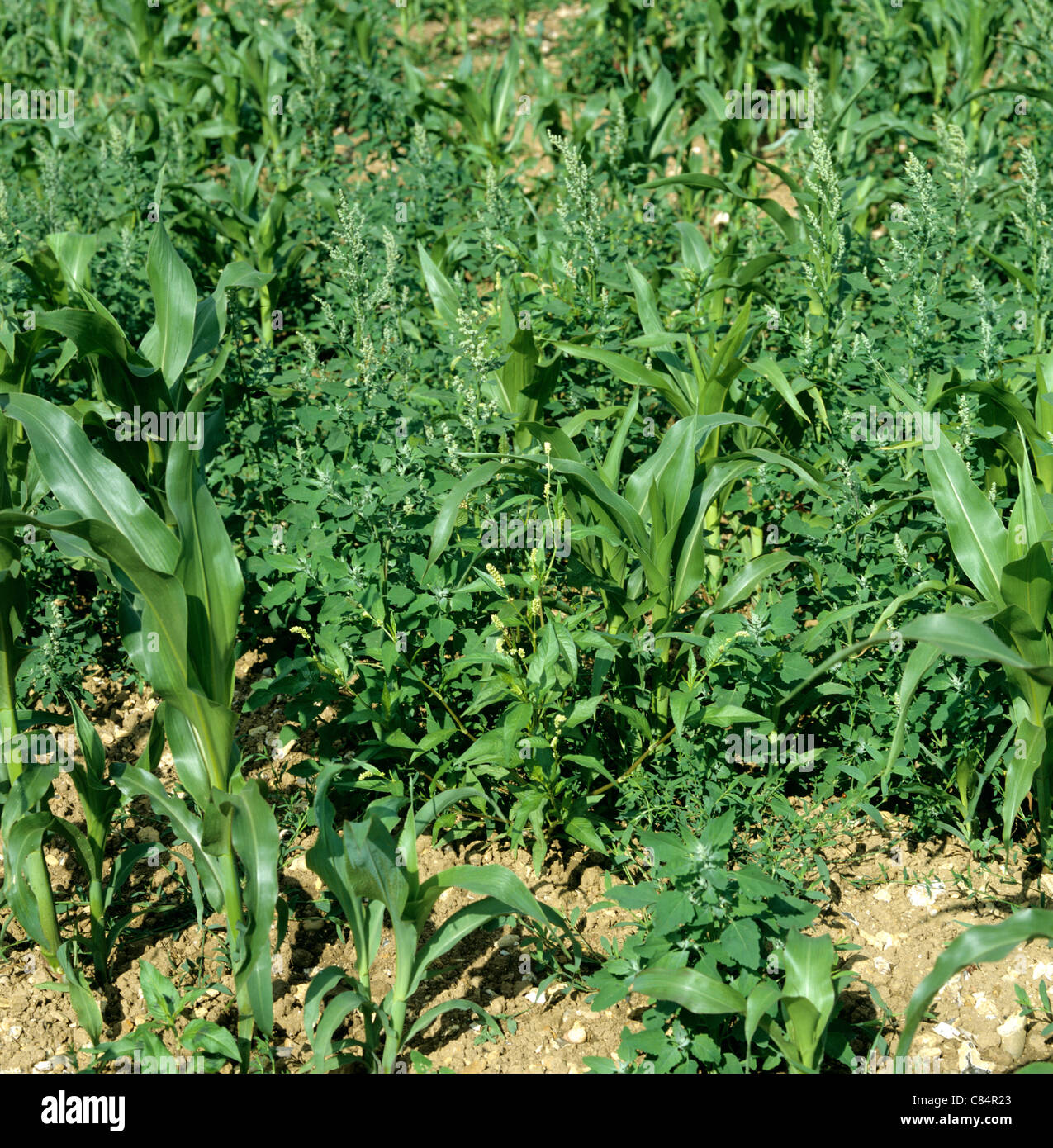 Fat hen (Chenopodium album) flowering weed in young maize or corn crop Stock Photo