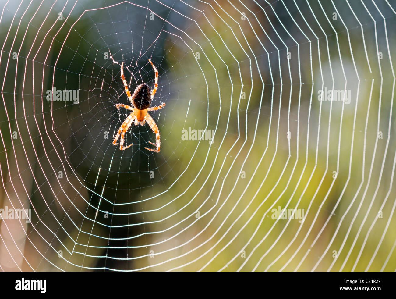 Garden spider (Araneus diadematus) Stock Photo