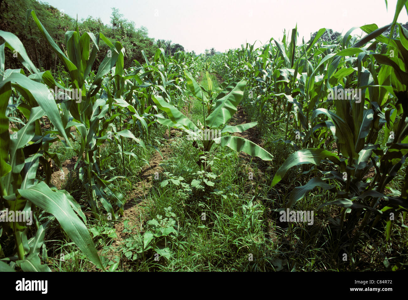 Maize crop with banana plants cropped between the rows, Thailand Stock Photo