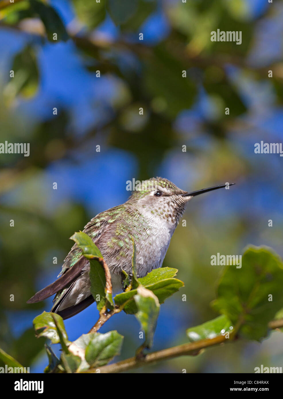 Hummingbird blue hires stock photography and images Alamy