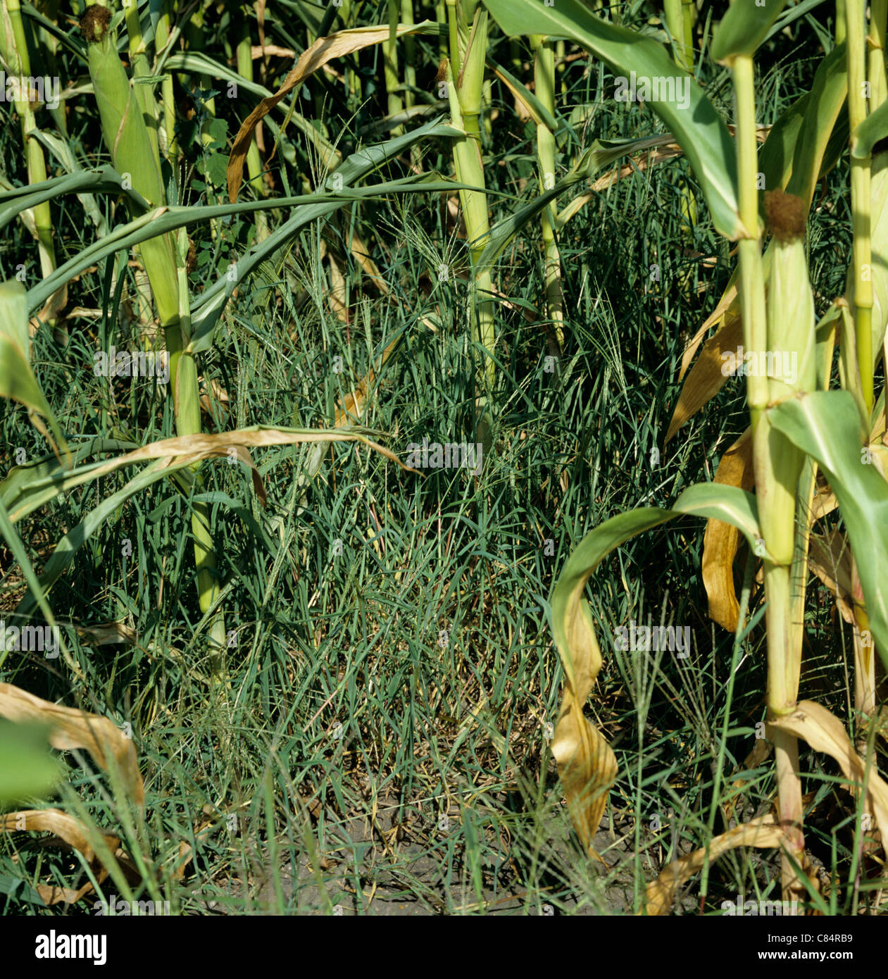 Large crabgrass (Digitaria sanguinalis) flowering grass weeds in a mature maize crop, France Stock Photo