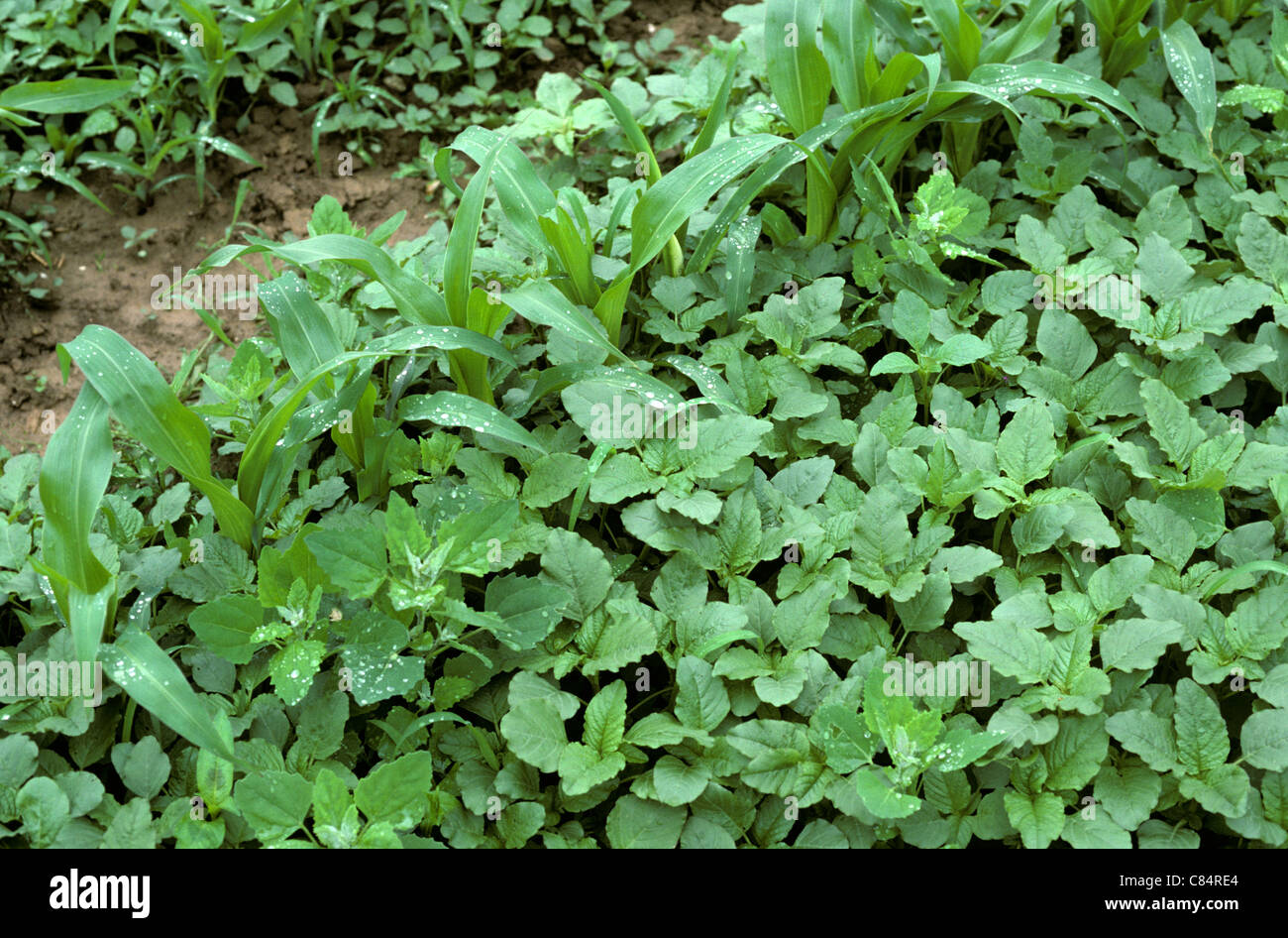 Amaranth or pigweed (Amaranthus sp.) and other weeds in a young maize or corn crop, Alsace, France Stock Photo