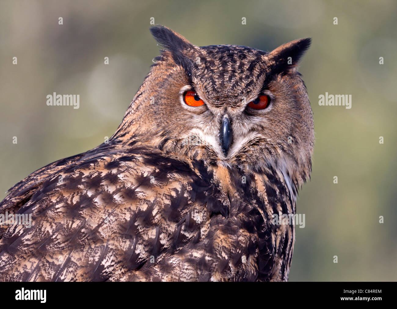 Eagle owl (Bubo bubo) Stock Photo