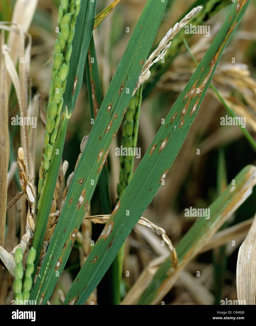 Rice blast (Pyricularia grisea) affecting leaves and ears of rice crop Stock Photo