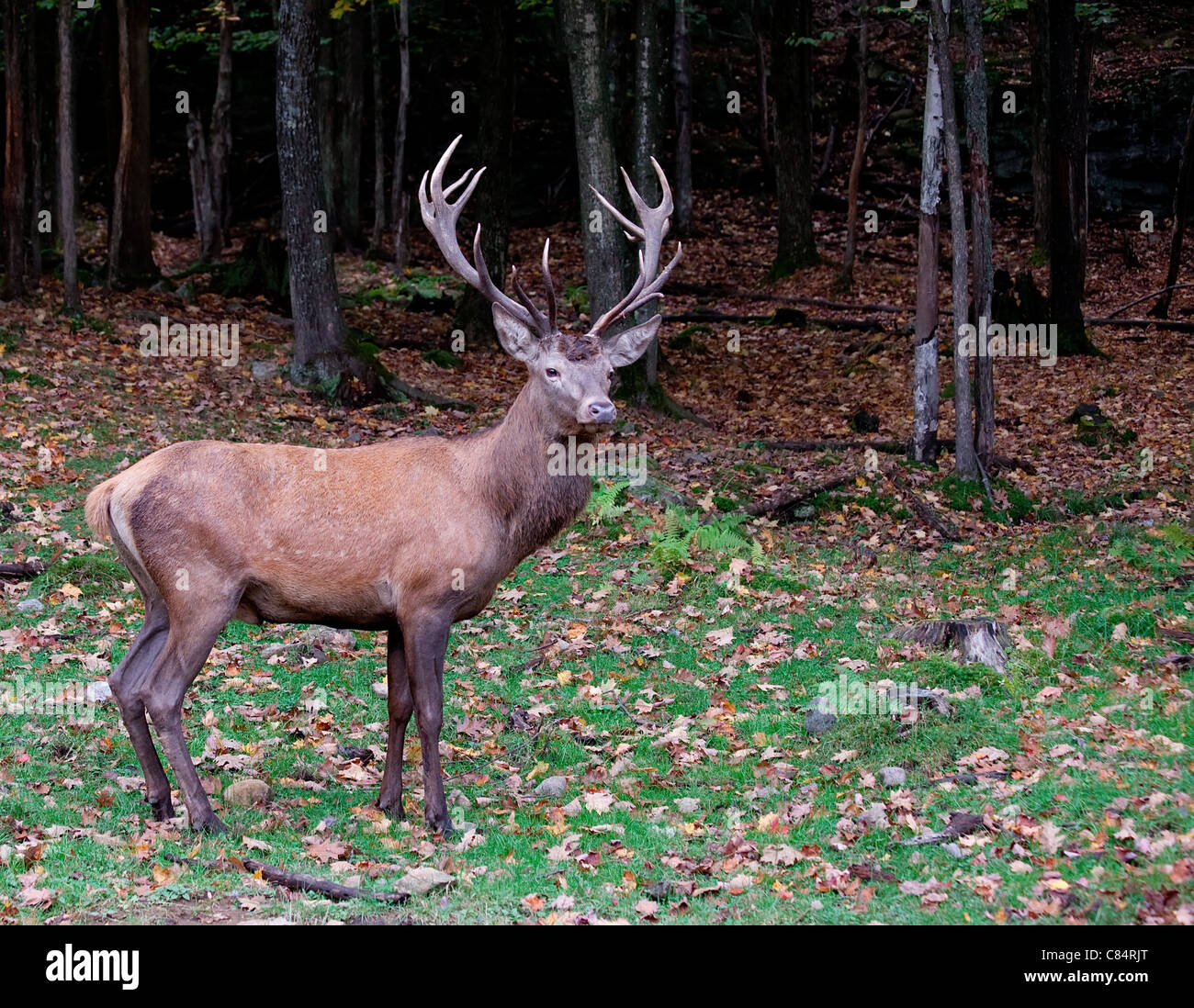 This is a male elk on a fall day Stock Photo Alamy