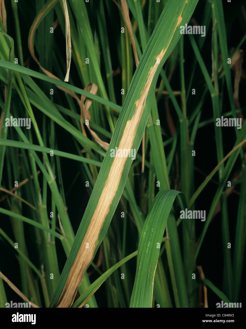 Bacterial blight (Xanthomonas oryzae) disease stripe lesions on rice