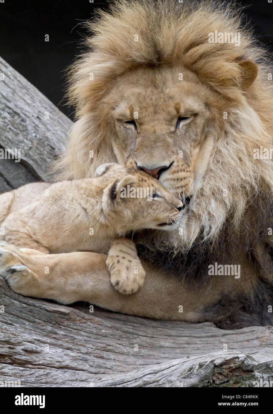 Lions ( Panthera leo Stock Photo - Alamy