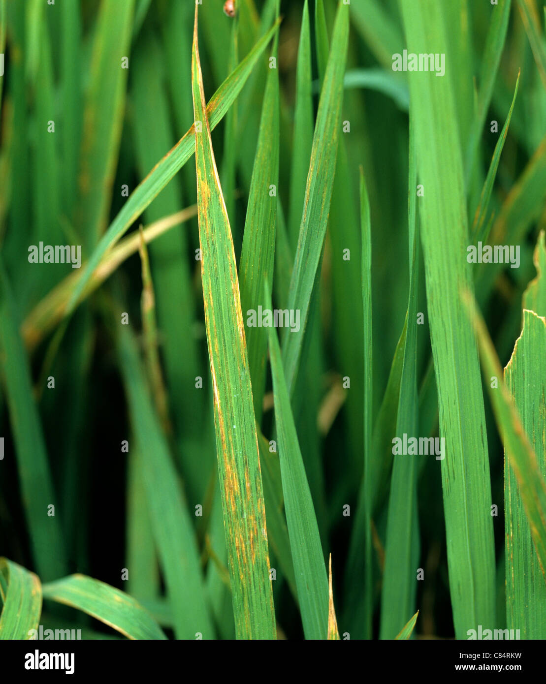 Bacterial leaf streak (Xanthomonas oryzicola) lesions on rice leaves