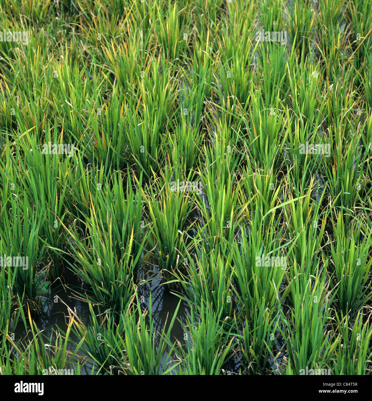 Rice plants infected by tungro virus (Rice tungro bacilliform virus)showing yellow orange discolouration Stock Photo