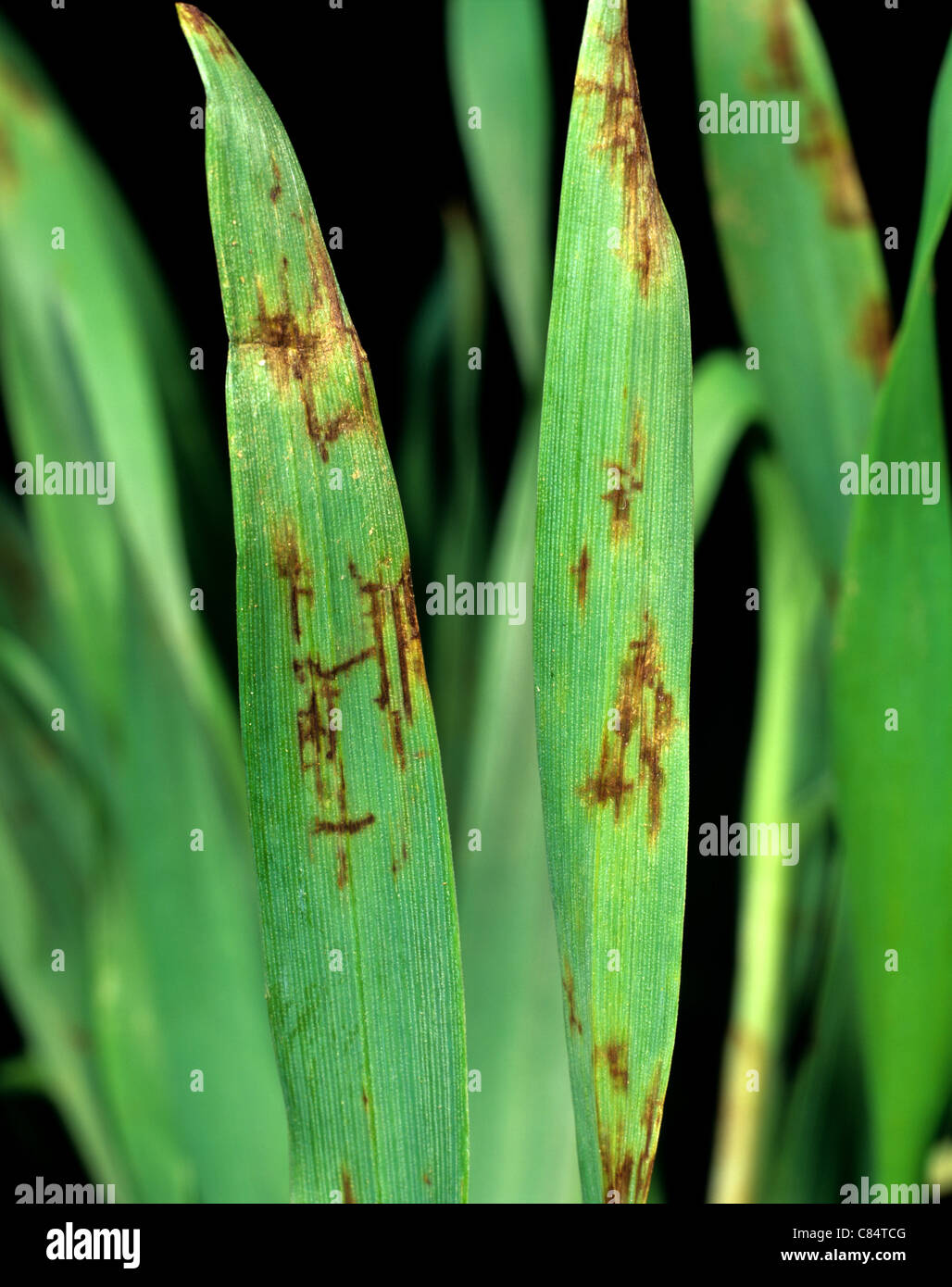 Net blotch (Pyrenophora teres) lesions on seedling barley leaves Stock Photo