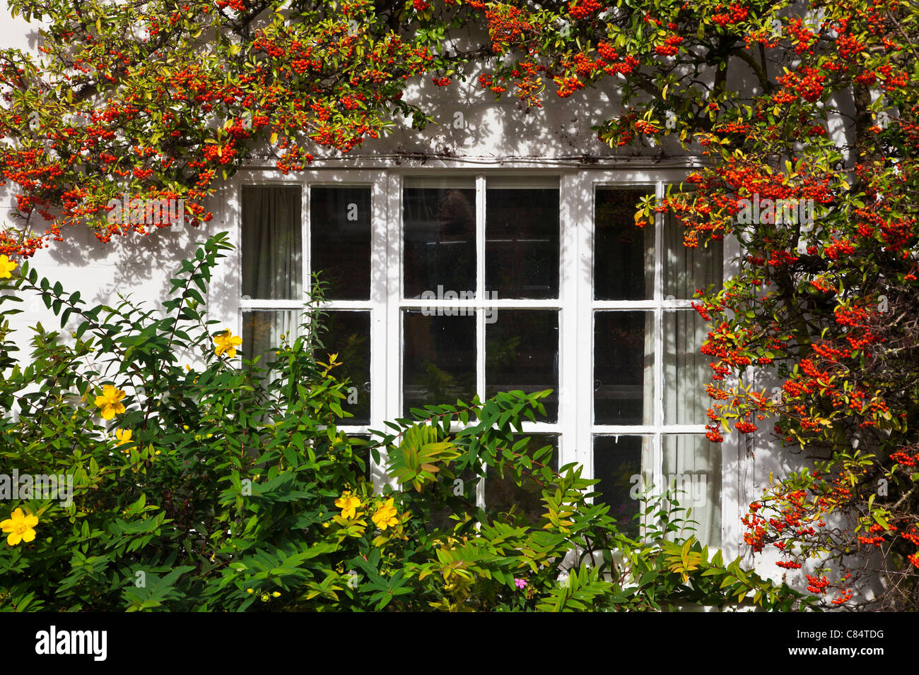 Cottage window surrounded by red berries of pyracantha and yellow Potentilla fruticosa in Wiltshire, England, UK Stock Photo