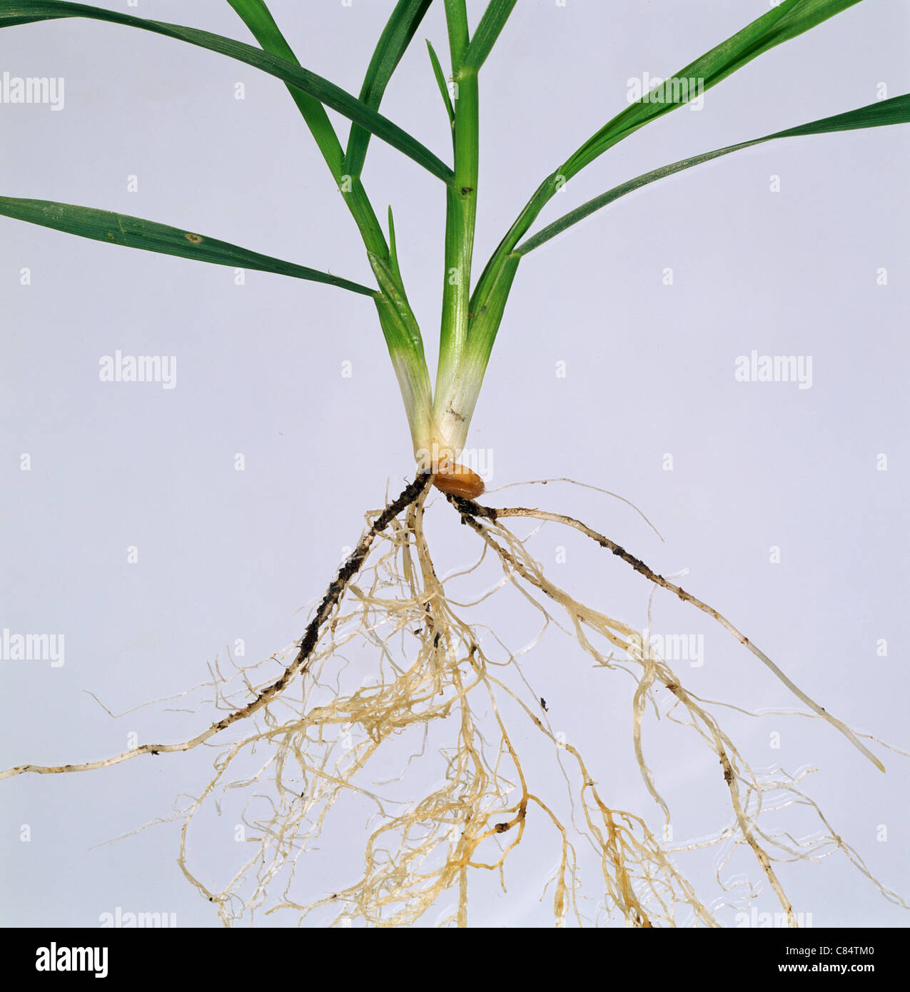 Wheat seedling, at stage 22 showing roots and leaves against a white studio background Stock Photo