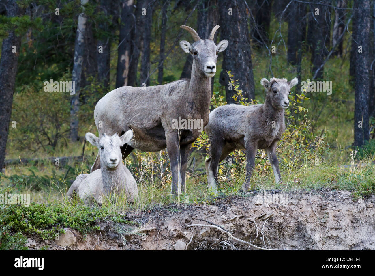Bighorn Sheep family group Stock Photo Alamy