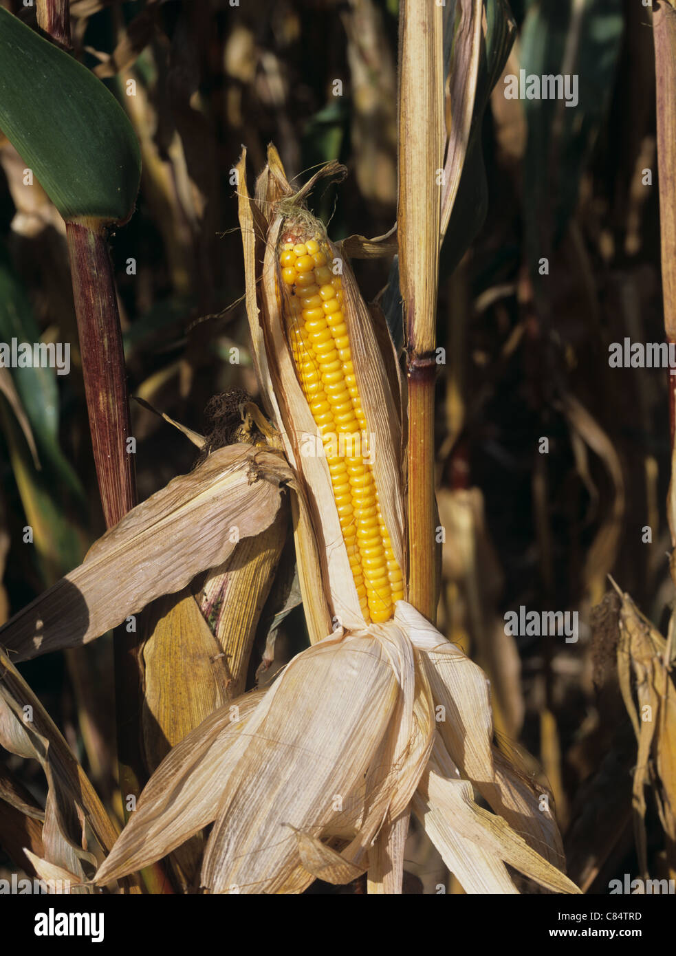 Exposed mature maize cob on forage crop at harvest Stock Photo