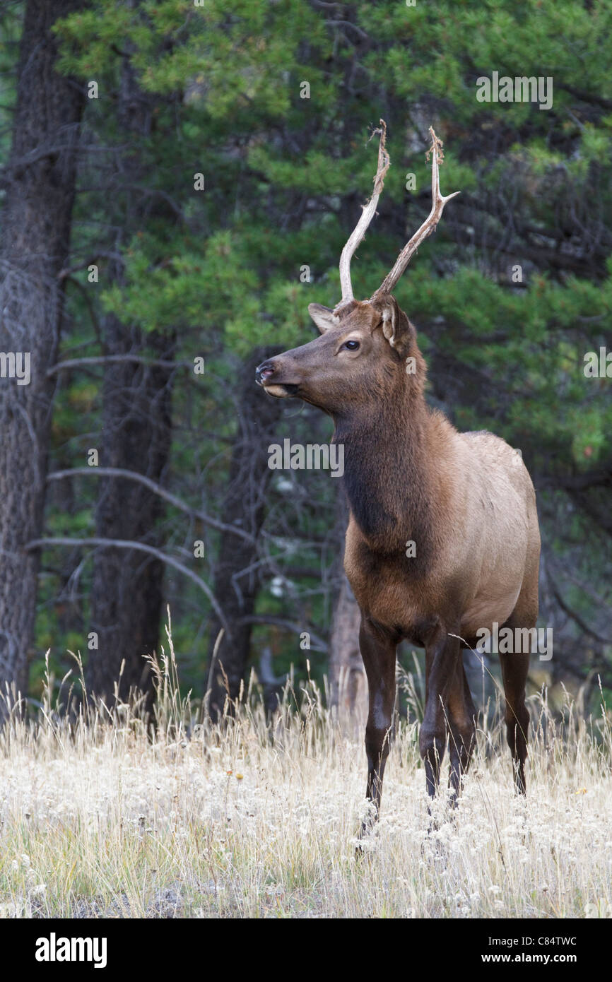 young elk antlers young elk antlers