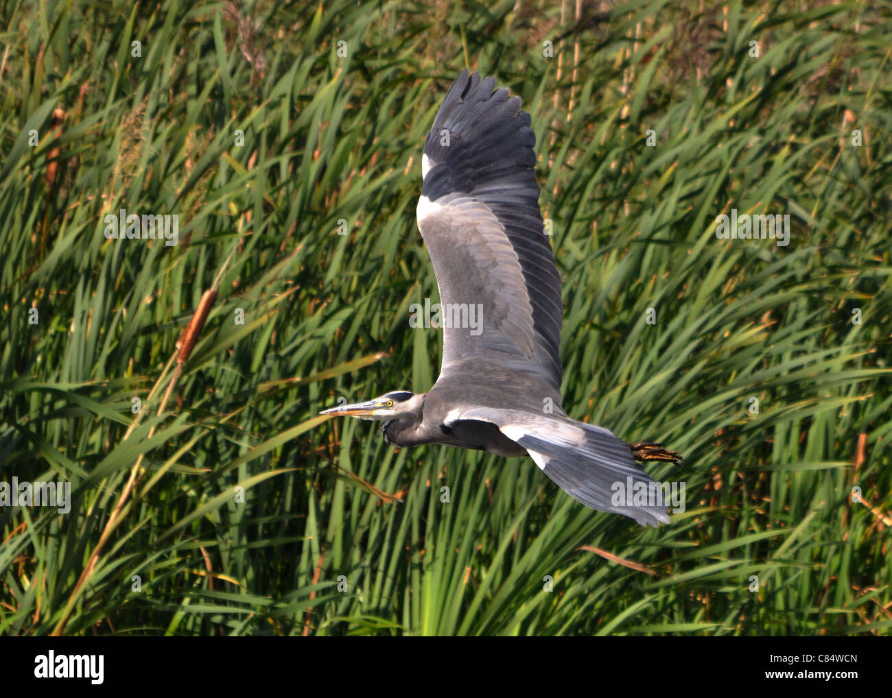 Grey Heron flying over reed beds Stock Photo