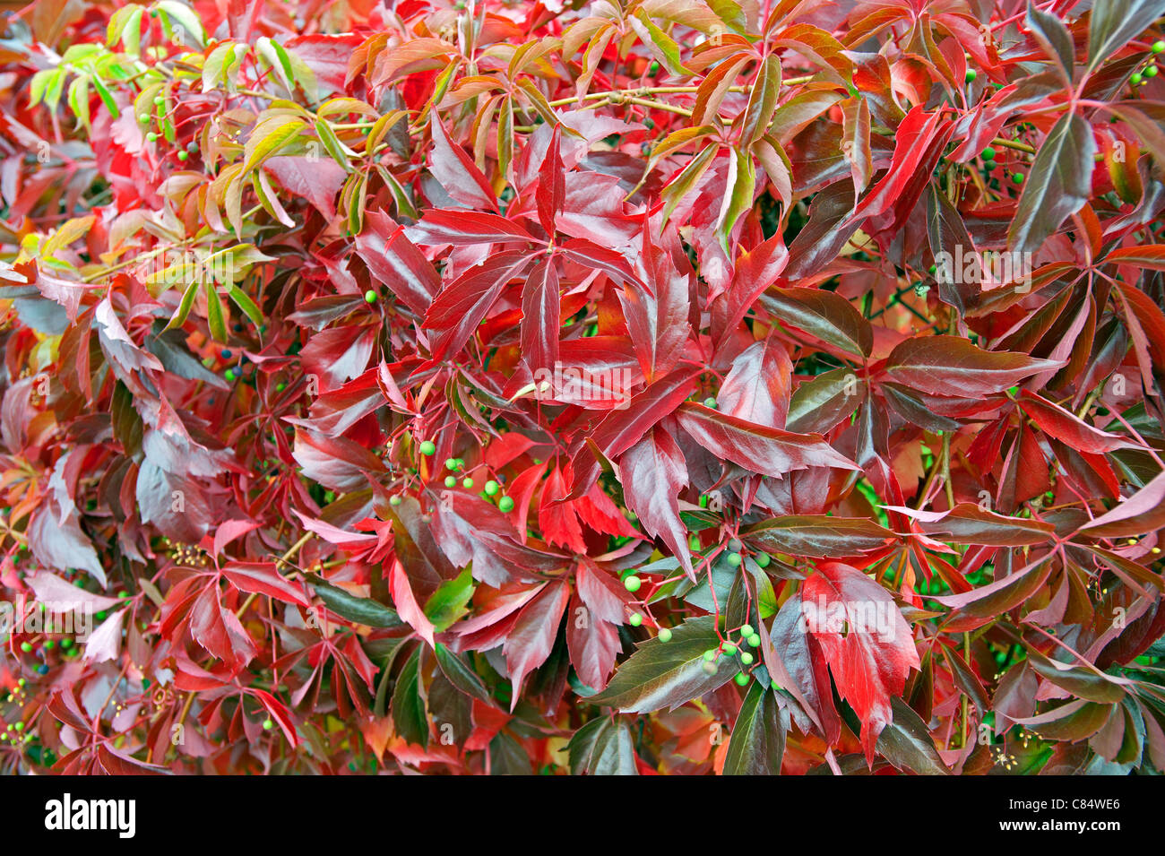 Red bush fence in the fall Stock Photo