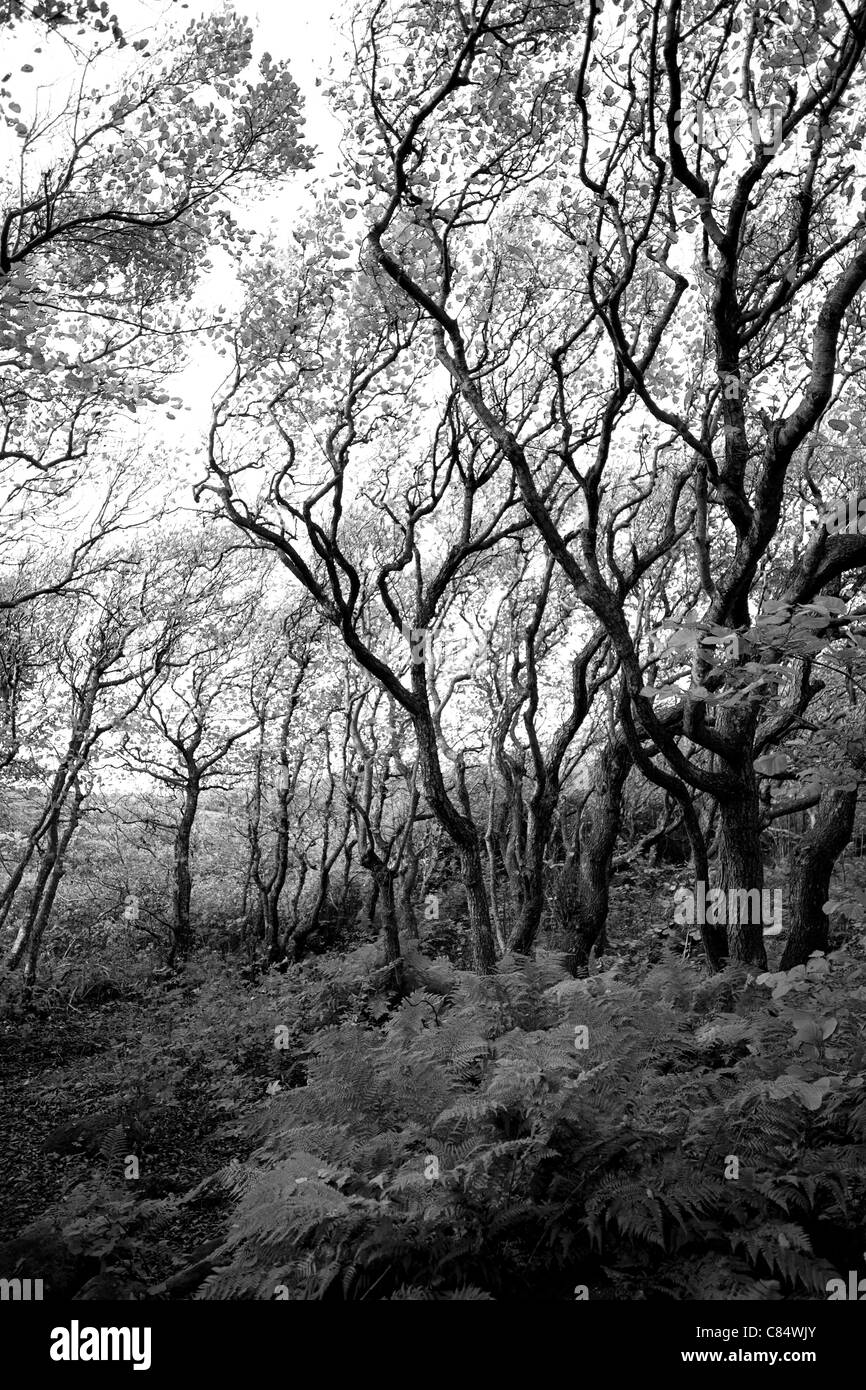 Serene park scene lush Black and White Stock Photos & Images - Alamy