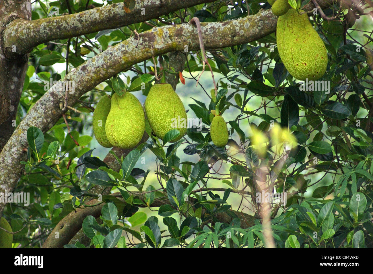some jackfruits on a tree in Uganda (Africa) Stock Photo