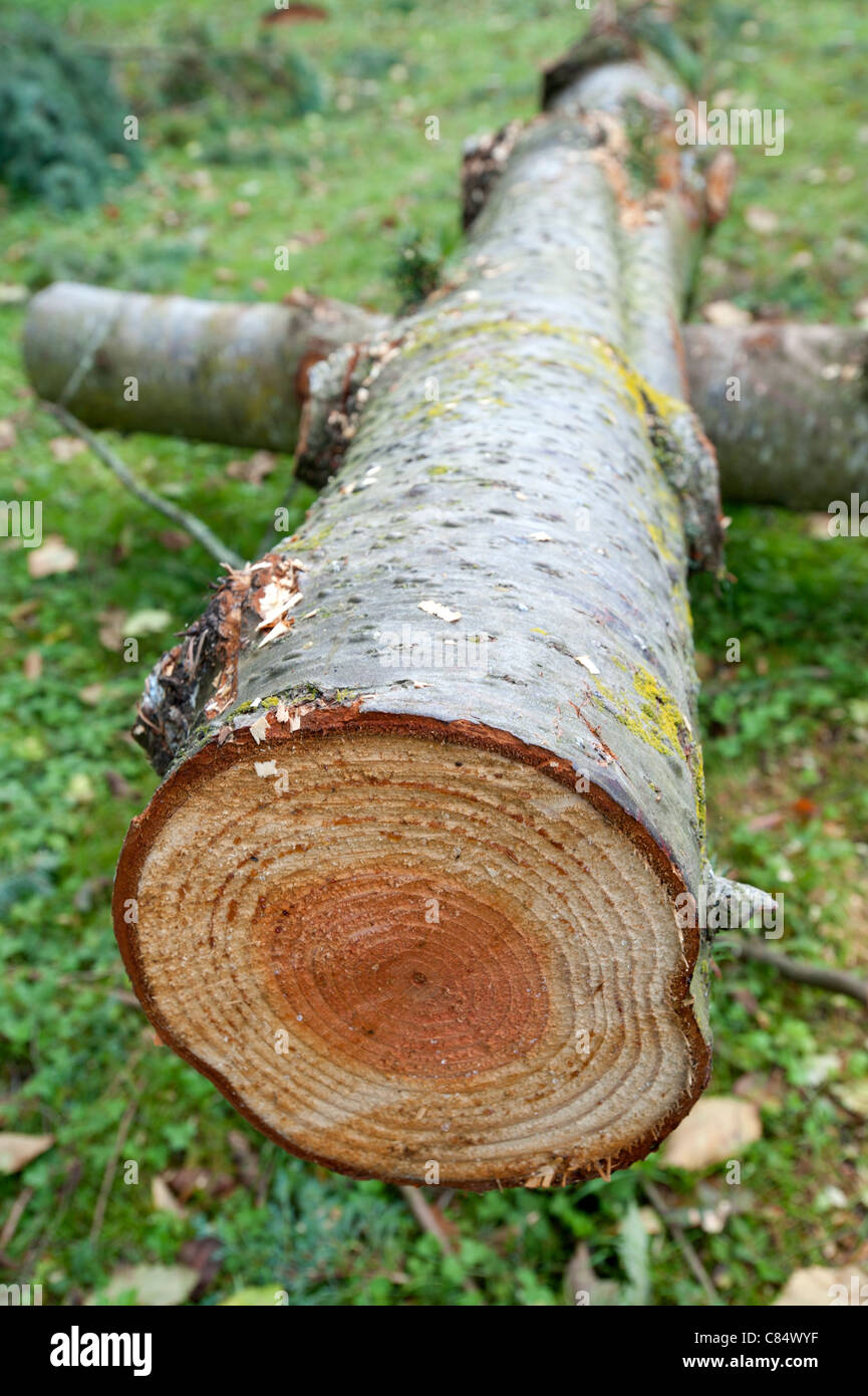 Stub of aged tree Stock Photo - Alamy