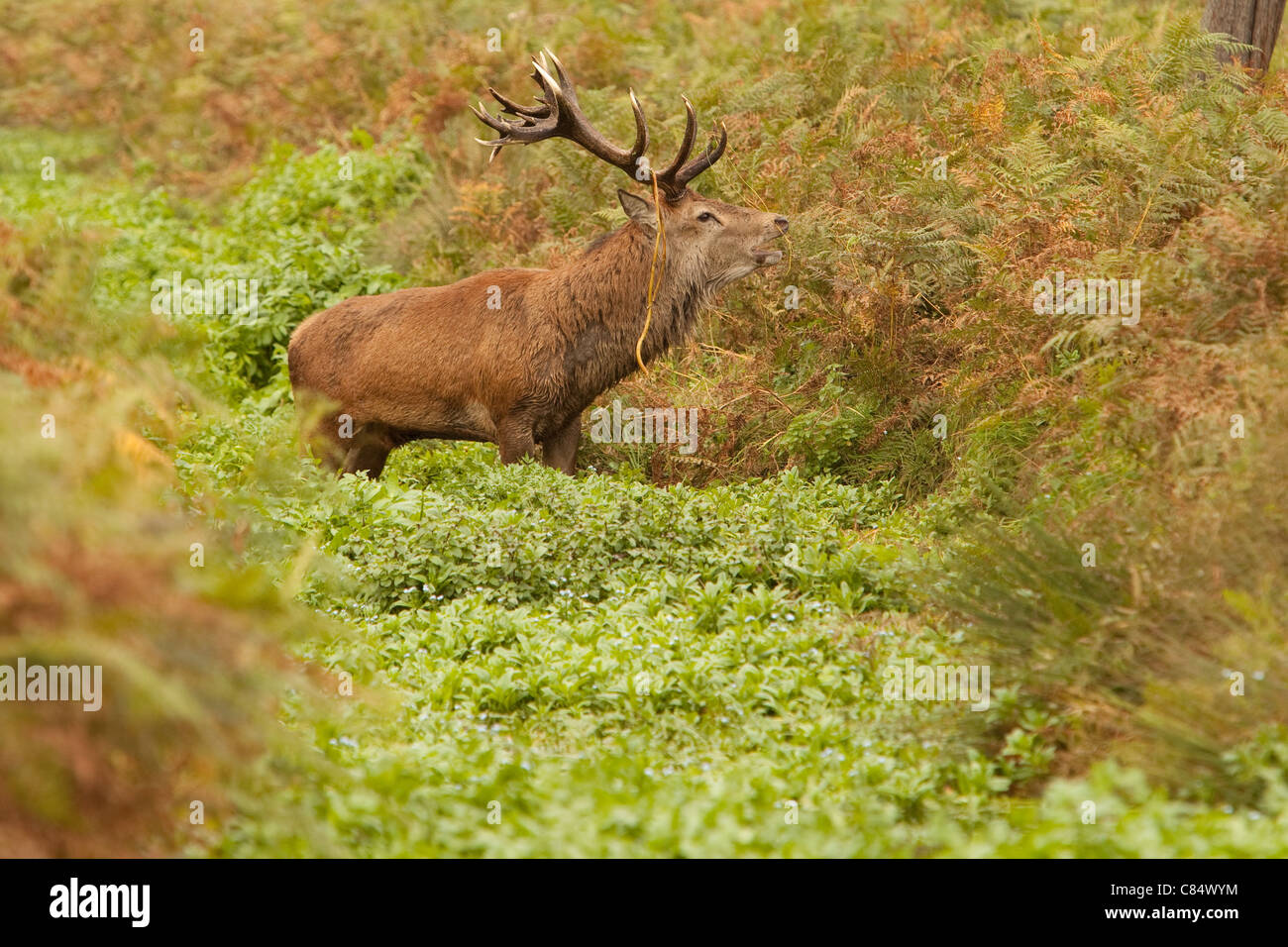 A Red Deer Stag climbing out of a stream at Bushy Park Stock Photo Alamy