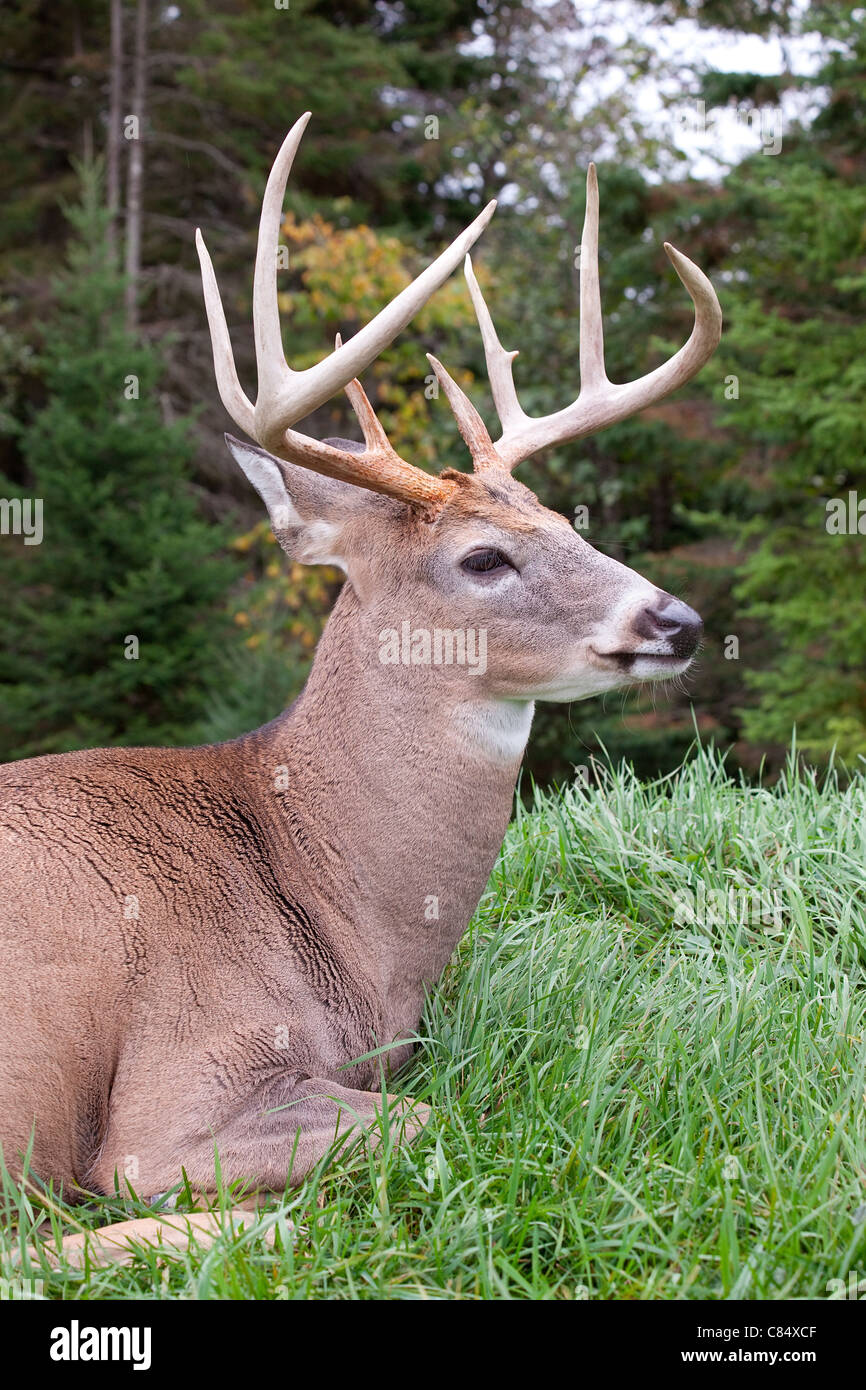 This is a male deer Stock Photo Alamy