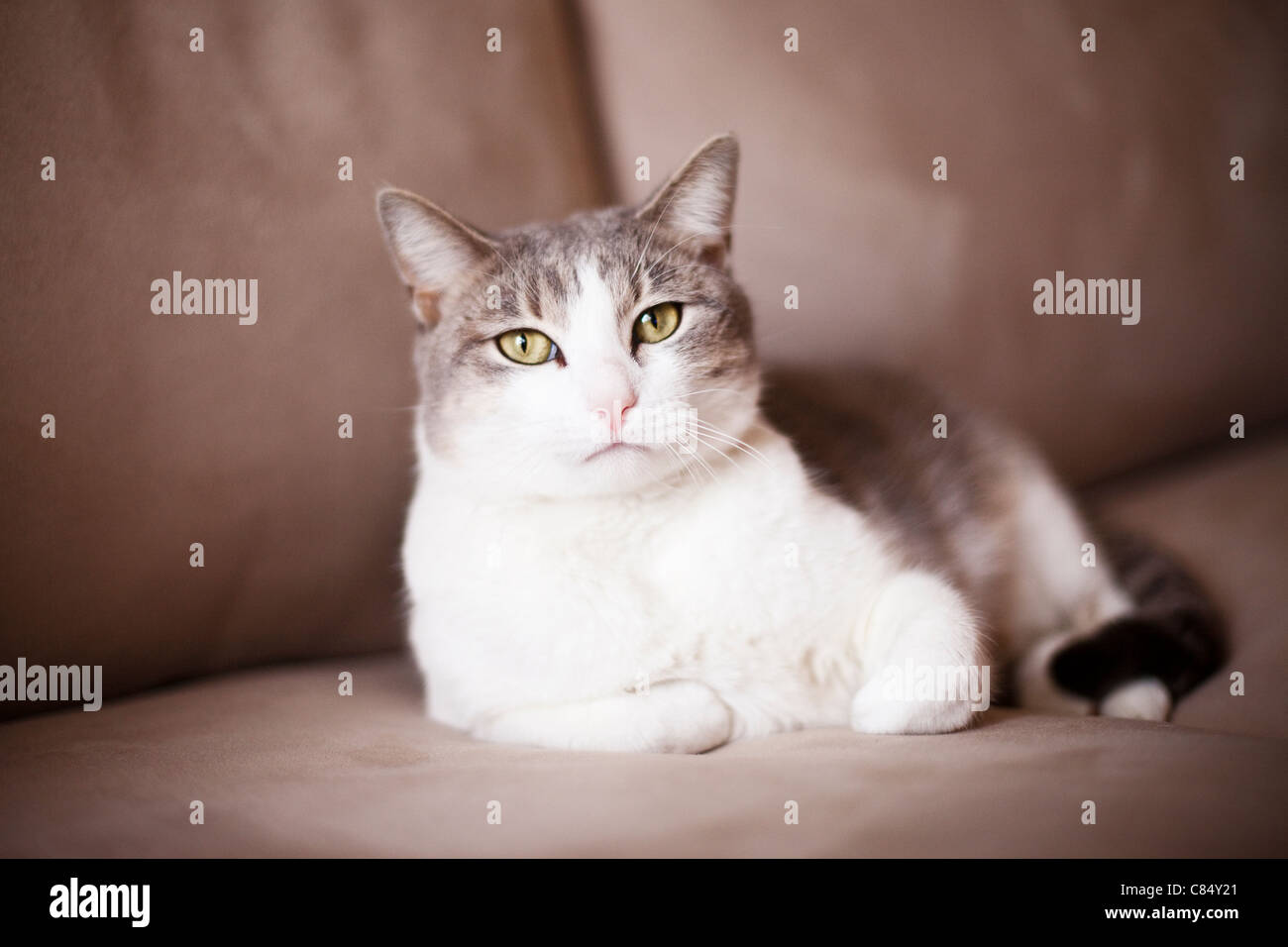 cat lying on couch Stock Photo