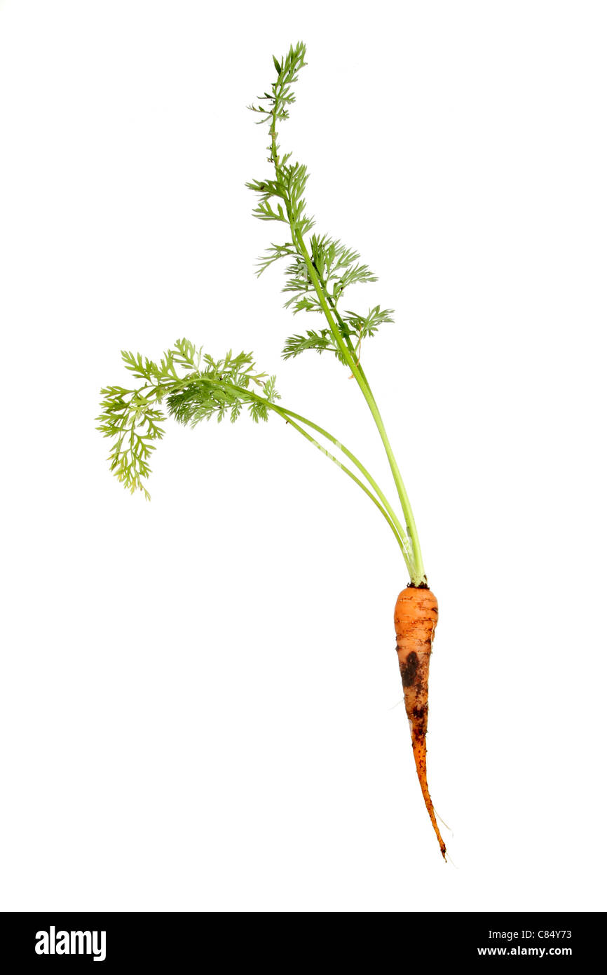 Freshly picked baby carrot with fresh green foliiage isolated against white Stock Photo