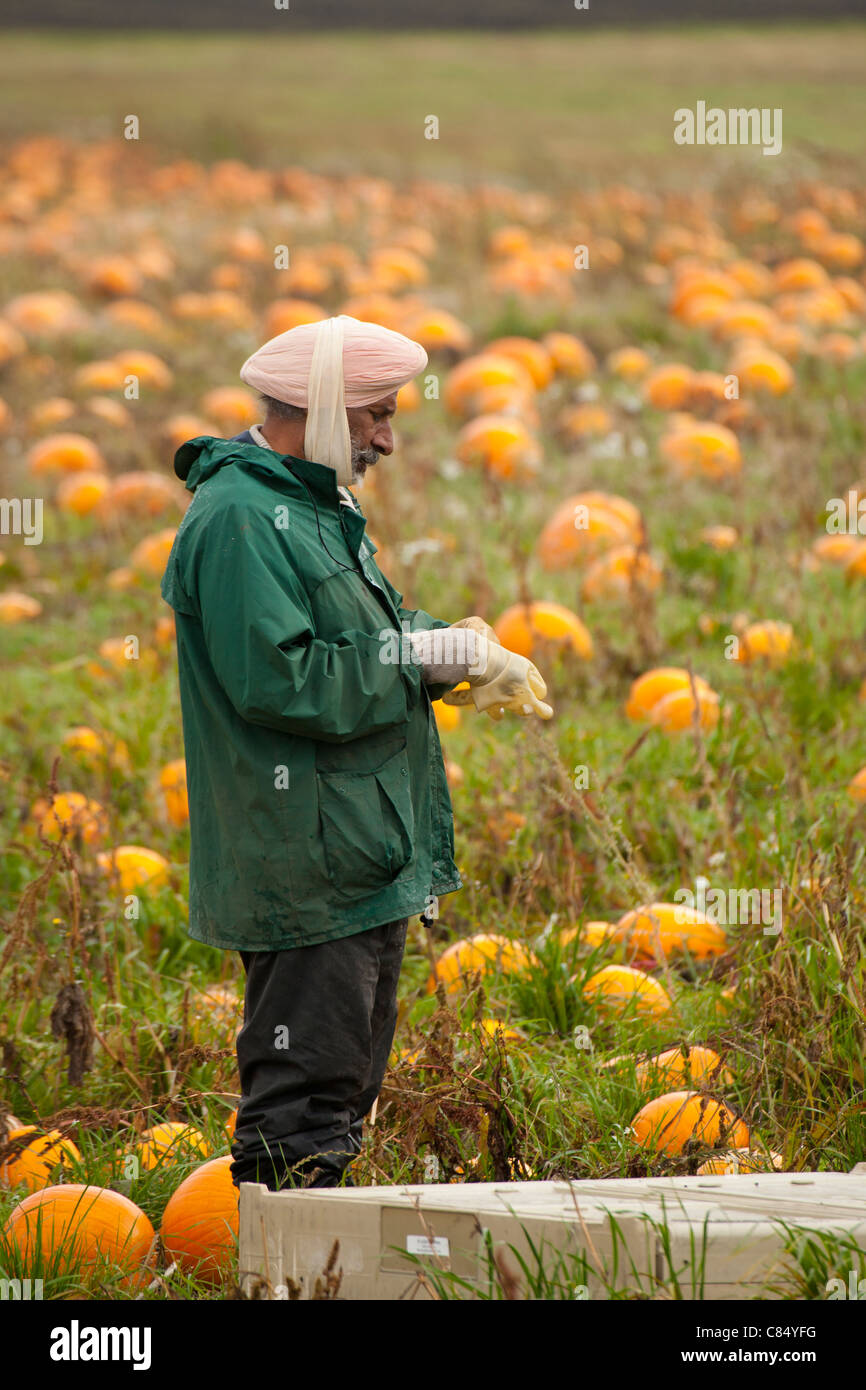 East Indian sikh farm worker in pumpkin field in autumn-Victoria, British Columbia, Canada. Stock Photo