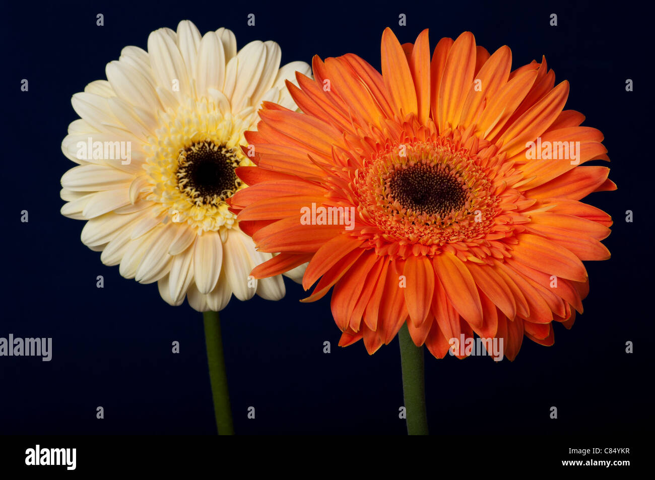 Yellow backboard hires stock photography and images Alamy