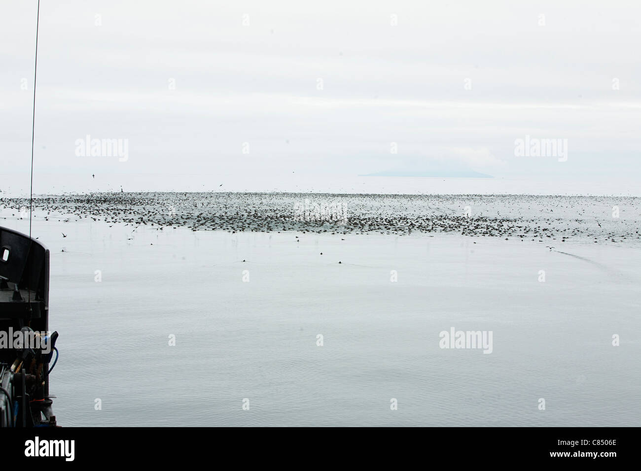Birds feeding during migration threw the Gulf of Alaska Stock Photo Alamy