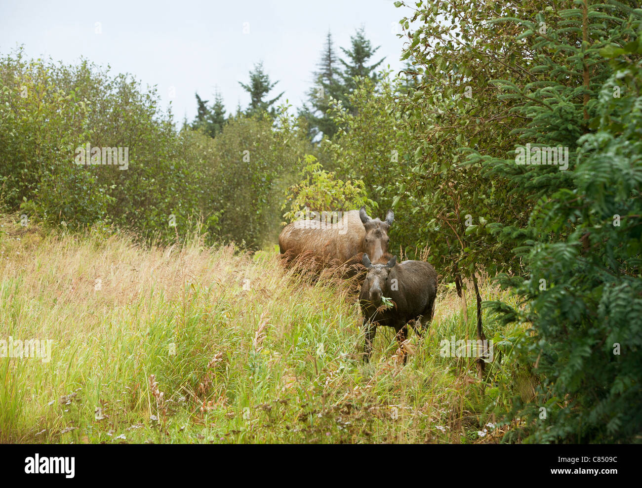 Moose feeding on grass Stock Photo