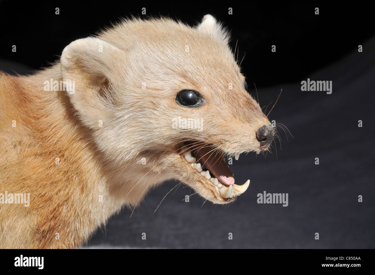 marten  opening mouth and showing teeth, taxidermy Stock Photo