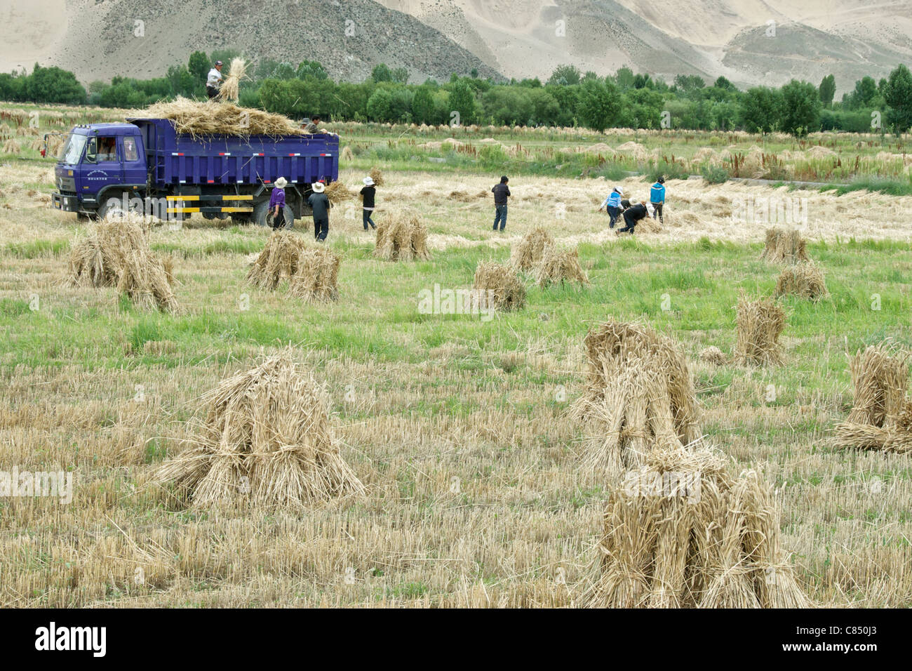 Harvest time Tibet Stock Photo Alamy