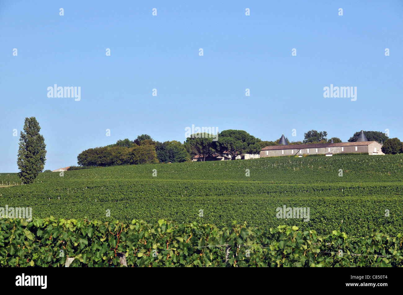 vineyard Chateau Saint Georges Montagne  Saint Emilion Gironde Aquitaine France Stock Photo