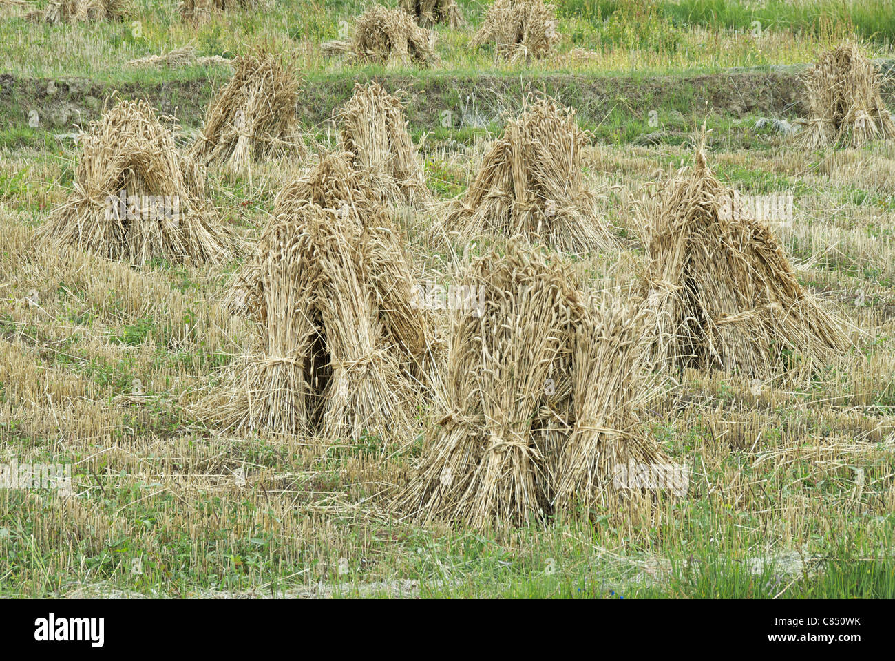 Barley sheaf Stock Photo Alamy