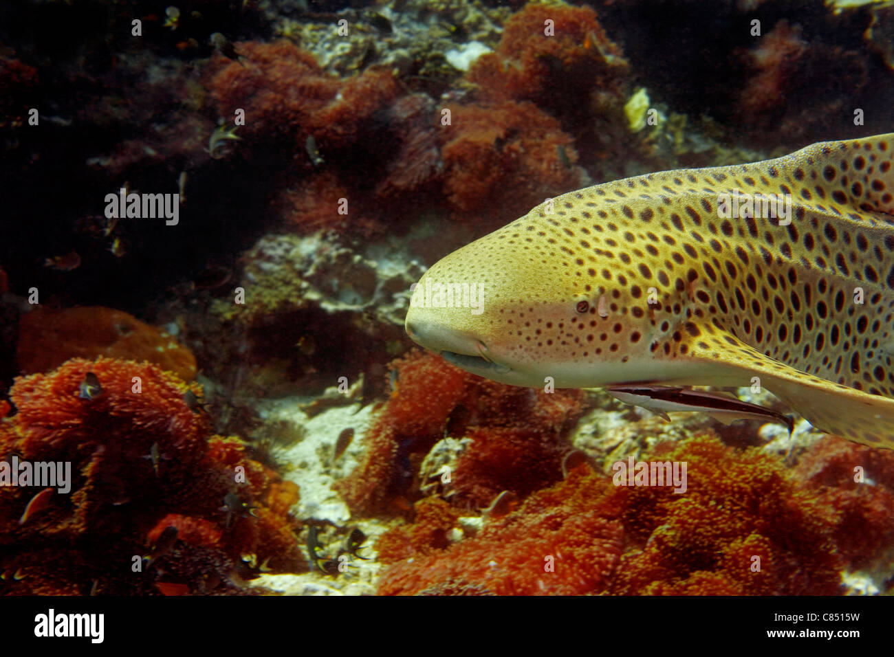 Zebra (Leopard) shark at Phi Phi, Thailand Stock Photo