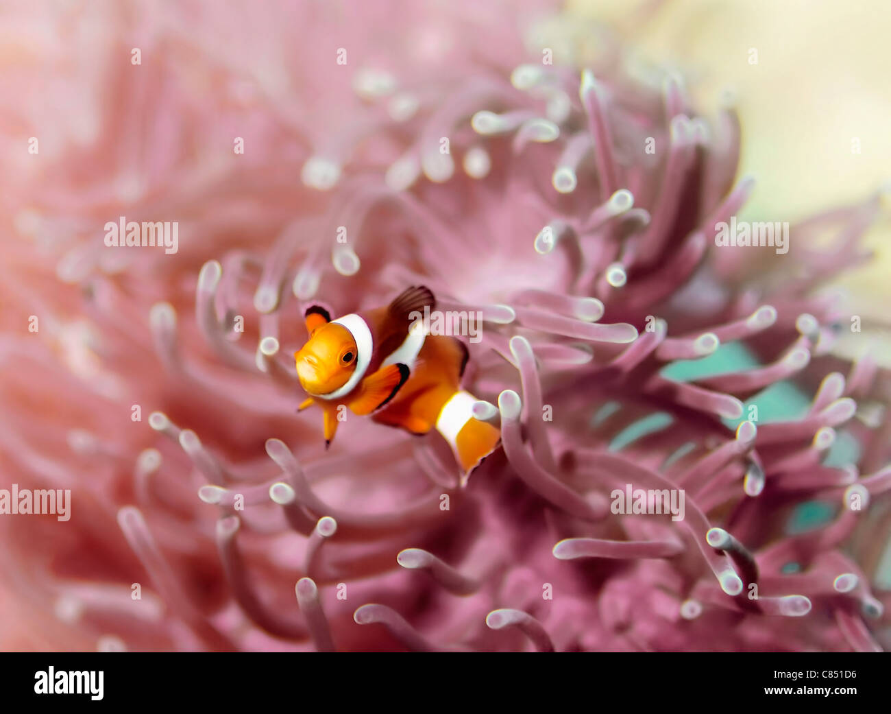Clown anemonefish at Bida Nok divesite on Phi Phi, Thailand Stock Photo ...