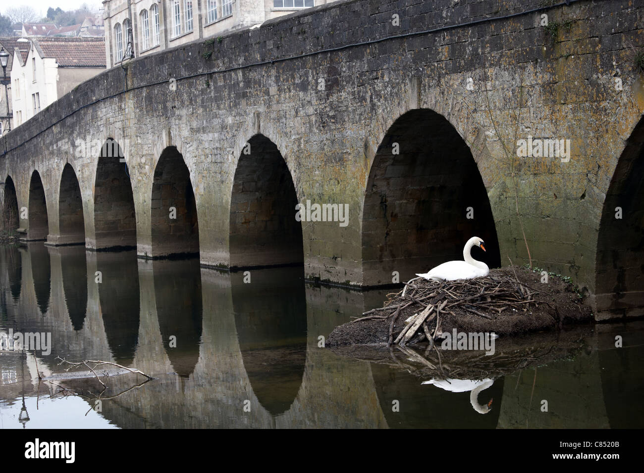 A swan sitting on the nest under a stone arched bridge Stock Photo Alamy