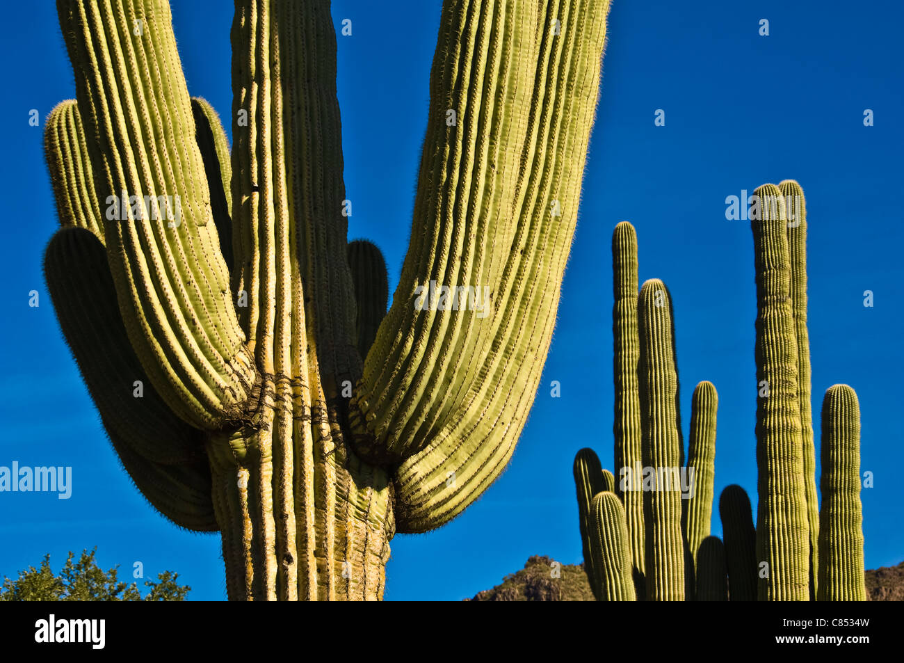 Saguaros have a relatively long life span. They take up to 75 years to develop a side arm. Sonoran desert, Arizona. Stock Photo