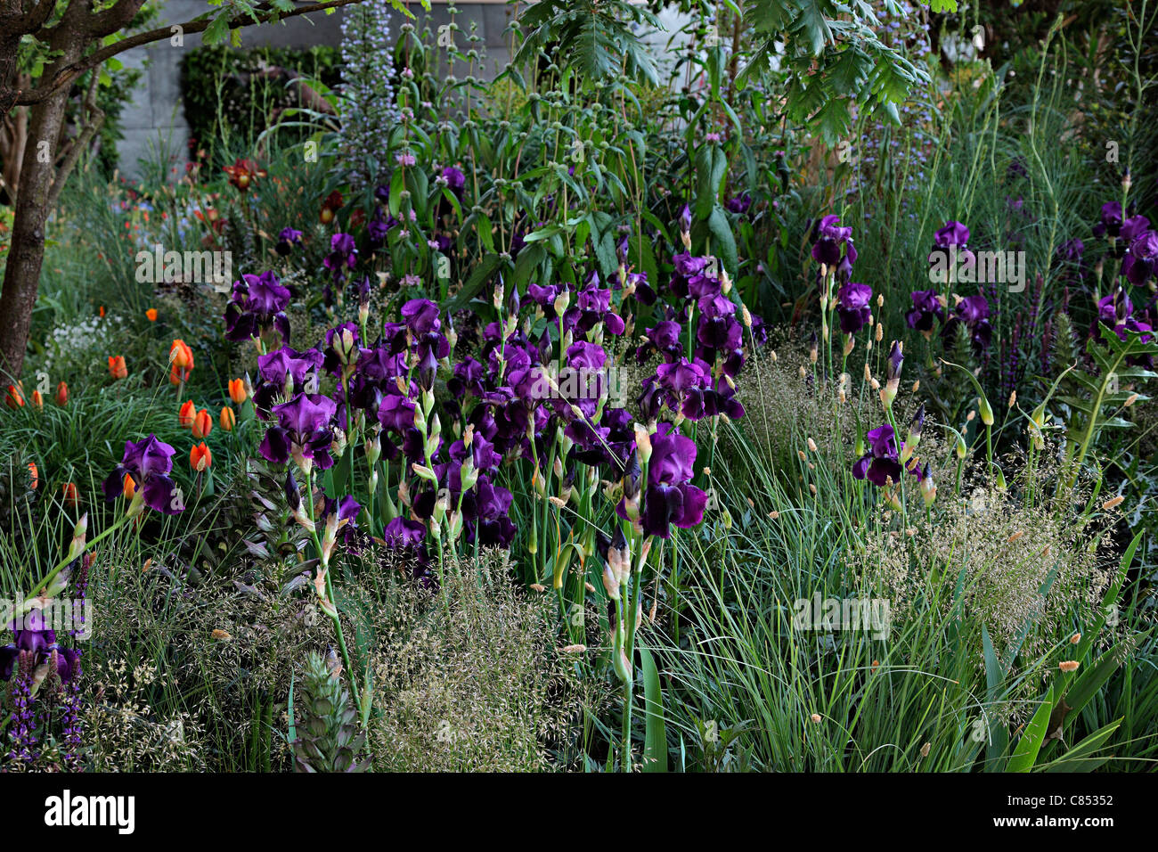 Foreign colonial investment trust hires stock photography and images