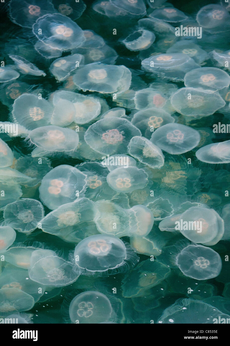 Bloom of moon jellyfish Stock Photo